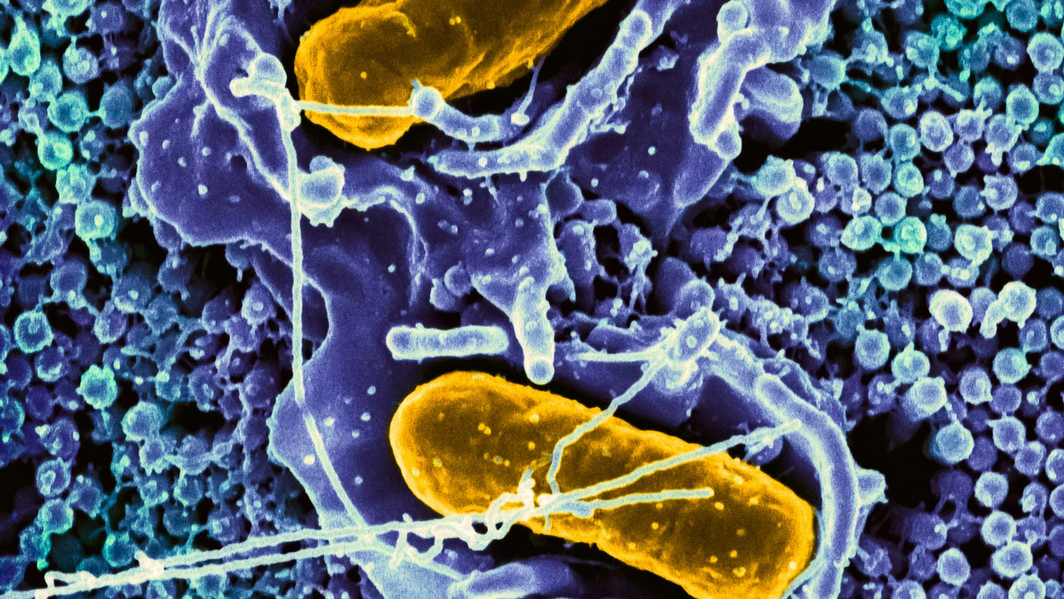 Microbioma da Pele: O que é e qual sua importância na saúde da pele?
